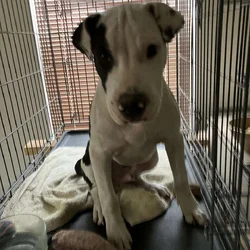 5-month-old Terrier-mix Pup