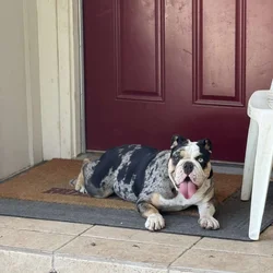 English bulldog