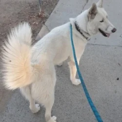 White Husky family dog needs new home