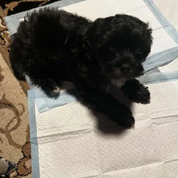 2 month old black shih poo puppy