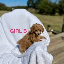 Toy Poodles DNA checked mom and Dad on Site