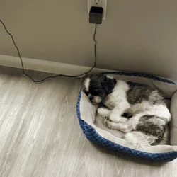 A Loving Dog , Needs A loving Home.