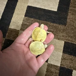 Baby albino red eared slider turtles