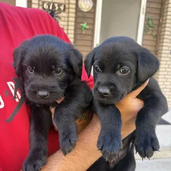 Lab × Husky Puppies Looking for Loving Homes!