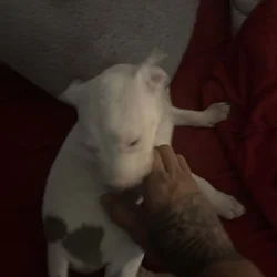 American pitbull terrier