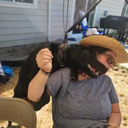 2-year-old purebred black lab