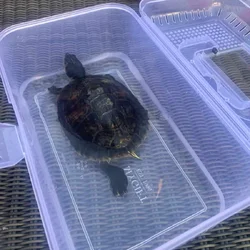 Yellow bellied turtle for sale