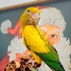 Golden Conure Baby