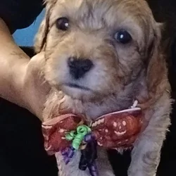 Shorkie Poo
