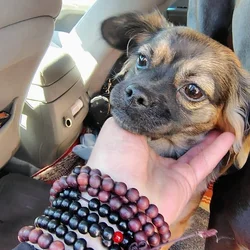 Pug/Chihuahua Mix 7 month old