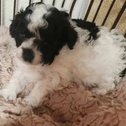 Male purebred party colored toy poodle