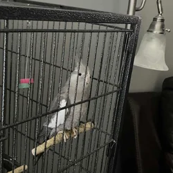 Selling cockatiel 120$ firm.