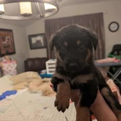 German shepherd mix puppies