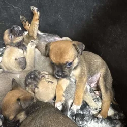 Pug / Australian shepherd mux