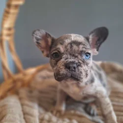 Frenchie puppies
