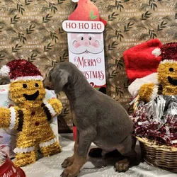 Doberman puppies