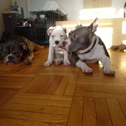 Pocket Bully Puppies • Exotic Colors • Registered