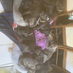 Cane Corso Puppies