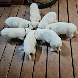 Jindo puppies
