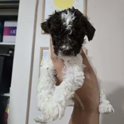 Mini Goldendoodle