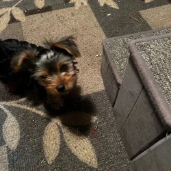 Yorkie for adoption