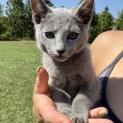 Russian Blue Kitten