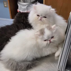 CFA Persian kitten