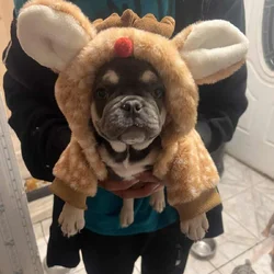 Frenchies