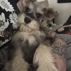 1 left AKC Schnauzer Minis Champion blood