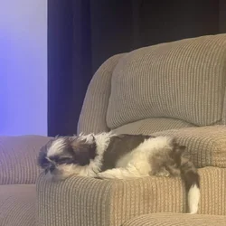 Shih Tzu for sale