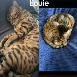Bengal boy
