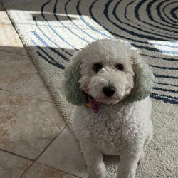 2 year old Mini Bernadoodle for sale