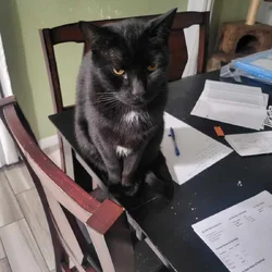2 male cats in need of a new home