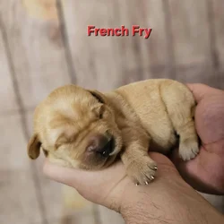 AKC Male Labrador Puppies Health Tested Parents