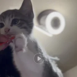 Meowww I'm ISIS