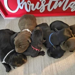 Labrador retriever puppies