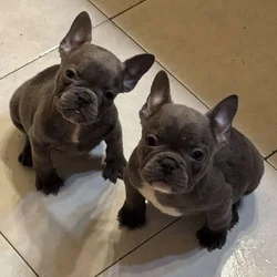 Akc French bulldog puppies