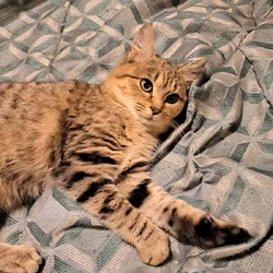 LAST KITTEN