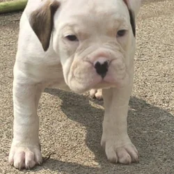 Boxer