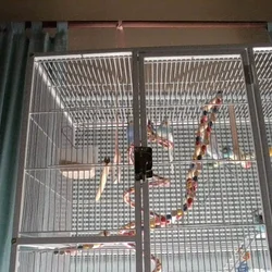 FREE 4 beautiful blue parakeets
