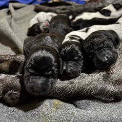 German Shorthair Pointer Litter