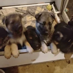 AKC German Shepherd puppies