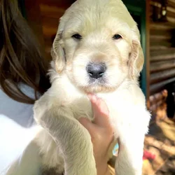 Daisy – Goldendoodle Puppy – Hypoallergenic, Family-Raised