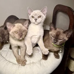 European Burmese kittens