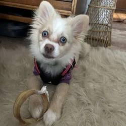 Harlow Pomeranian Puppy