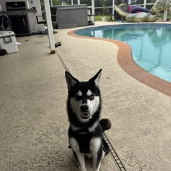Rare Alaskan Klee Kai