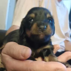 Miniature Dachshunds puppies
