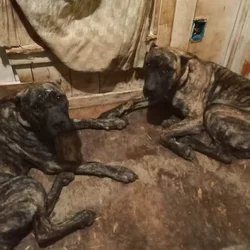 Spanish mastiffs