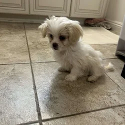 Maltese/ Pekingese mix brother and sister puppies