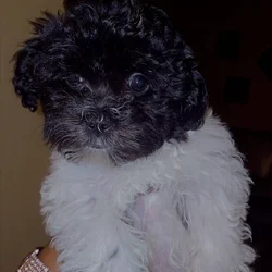 Havapoo Puppies Ready for Loving Homes – Cleveland